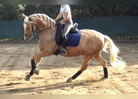 PRE Mestizo, Caballo castrado, 5 años, 161 cm, Palomino