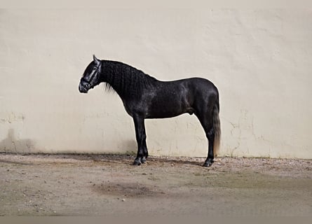 PRE Mestizo, Caballo castrado, 5 años, 162 cm, Tordo