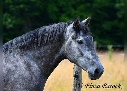 PRE, Caballo castrado, 5 años, 162 cm, Tordo