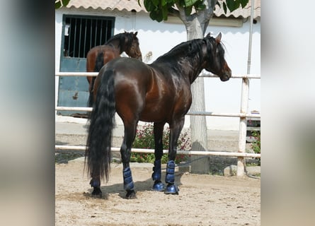 PRE Mestizo, Caballo castrado, 5 años, 163 cm, Castaño oscuro