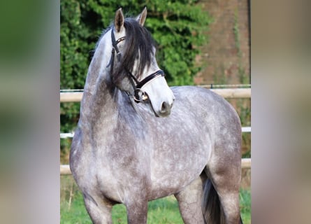 PRE Mestizo, Caballo castrado, 5 años, 163 cm, Tordo