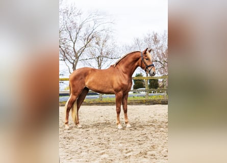 PRE Mestizo, Caballo castrado, 5 años, 164 cm, Alazán