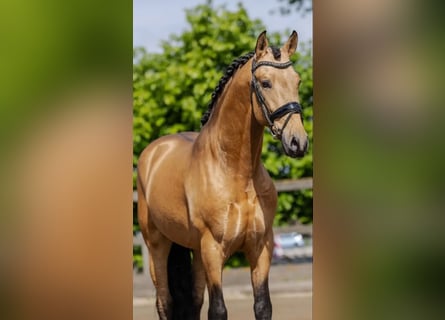 PRE, Caballo castrado, 5 años, 164 cm