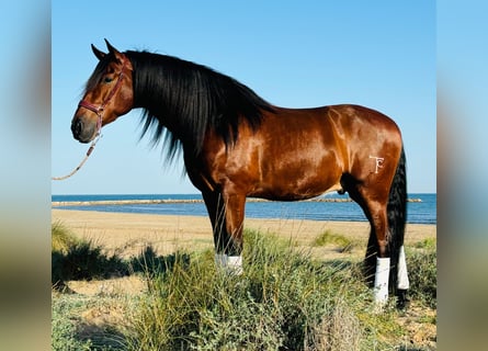 PRE Mestizo, Caballo castrado, 5 años, 164 cm, Castaño