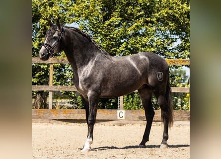PRE Mestizo, Caballo castrado, 5 años, 164 cm, Tordo