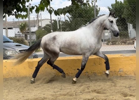 PRE Mestizo, Caballo castrado, 5 años, 164 cm, Tordo rodado