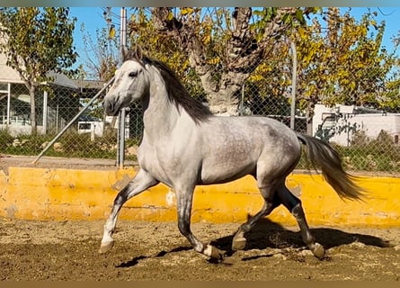 PRE Mestizo, Caballo castrado, 5 años, 164 cm, Tordo rodado