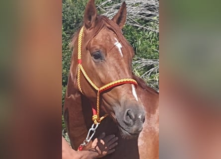 PRE, Caballo castrado, 5 años, 165 cm, Alazán