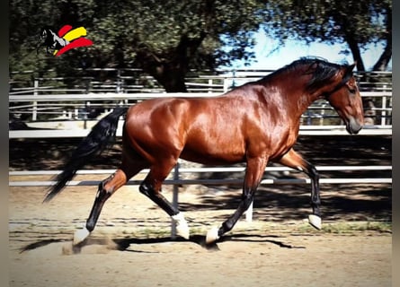 PRE, Caballo castrado, 5 años, 165 cm, Castaño