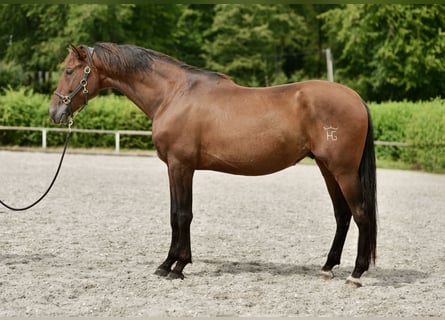 PRE Mestizo, Caballo castrado, 5 años, 165 cm, Castaño