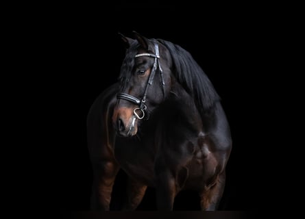 PRE Mestizo, Caballo castrado, 5 años, 165 cm, Morcillo