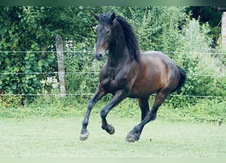 PRE, Caballo castrado, 5 años, 165 cm, Morcillo