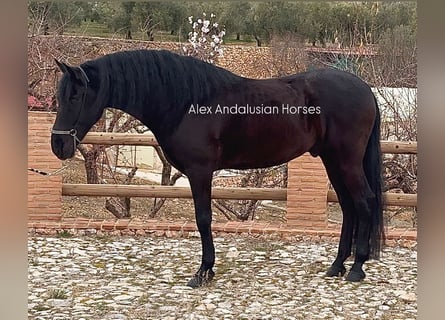 PRE Mestizo, Caballo castrado, 5 años, 165 cm, Negro