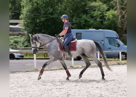PRE, Caballo castrado, 5 años, 165 cm, Tordo