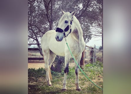 PRE Mestizo, Caballo castrado, 5 años, 166 cm, Tordo