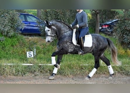 PRE Mestizo, Caballo castrado, 5 años, 166 cm, Tordo