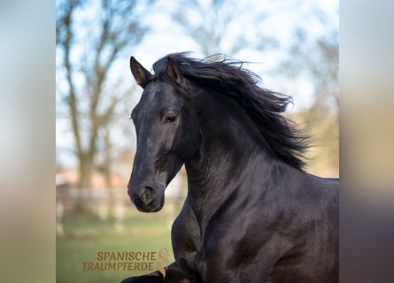 PRE Mestizo, Caballo castrado, 5 años, 167 cm, Negro