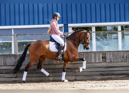PRE, Caballo castrado, 5 años, 168 cm, Castaño