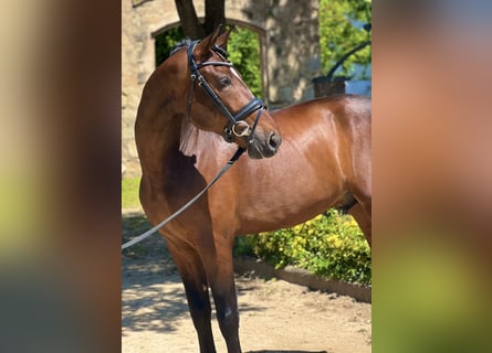 PRE Mestizo, Caballo castrado, 5 años, 168 cm, Castaño