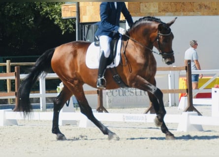 PRE Mestizo, Caballo castrado, 5 años, 168 cm, Castaño