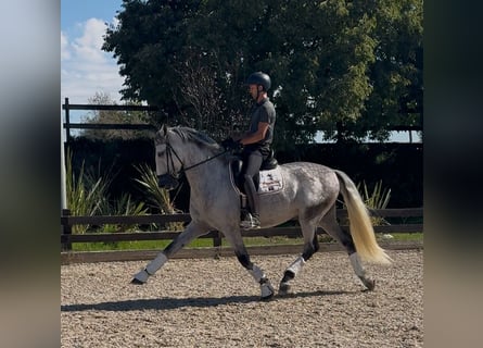 PRE, Caballo castrado, 5 años, 169 cm, Tordo rodado