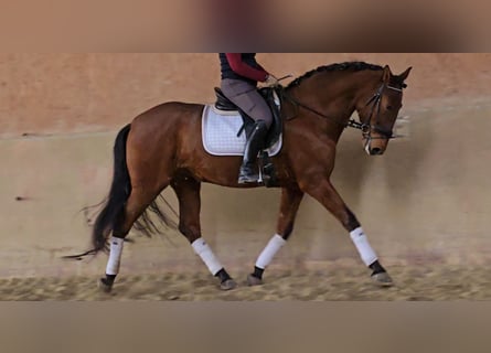 PRE, Caballo castrado, 5 años, 171 cm, Castaño