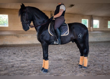 PRE, Caballo castrado, 5 años, 172 cm, Tordillo negro