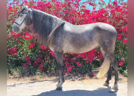 PRE Mestizo, Caballo castrado, 5 años, 172 cm, Tordo