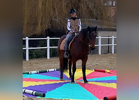 PRE Mestizo, Caballo castrado, 6 años, 150 cm, Castaño oscuro