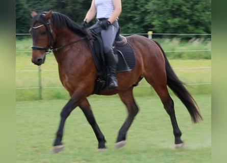 PRE Mestizo, Caballo castrado, 6 años, 150 cm, Castaño oscuro