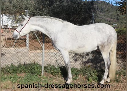 PRE, Caballo castrado, 6 años, 155 cm, Tordo