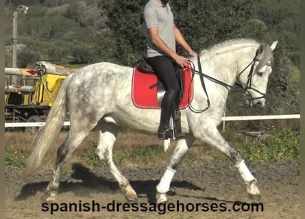 PRE, Caballo castrado, 6 años, 155 cm, Tordo