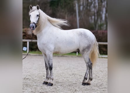 PRE Mestizo, Caballo castrado, 6 años, 155 cm, Tordo