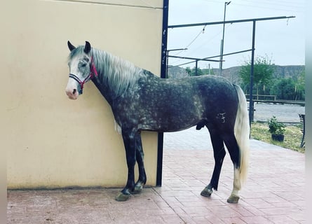 PRE Mestizo, Caballo castrado, 6 años, 155 cm, Tordo ruano