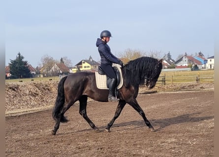 PRE Mestizo, Caballo castrado, 6 años, 158 cm, Negro