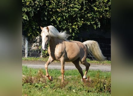 PRE, Caballo castrado, 6 años, 160 cm, Palomino