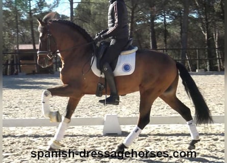 PRE Mestizo, Caballo castrado, 6 años, 161 cm, Castaño