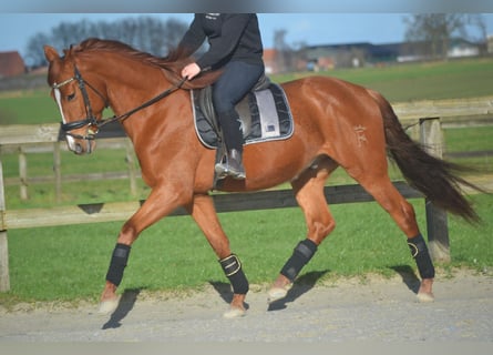 PRE Mestizo, Caballo castrado, 6 años, 162 cm, Alazán