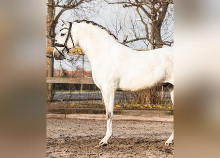 PRE Mestizo, Caballo castrado, 6 años, 162 cm, Tordo