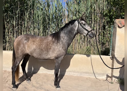 PRE, Caballo castrado, 6 años, 162 cm, Tordo