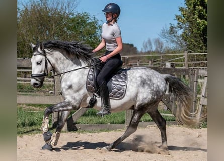 PRE Mestizo, Caballo castrado, 6 años, 162 cm, Tordo rodado