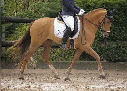 PRE Mestizo, Caballo castrado, 6 años, 163 cm, Alazán