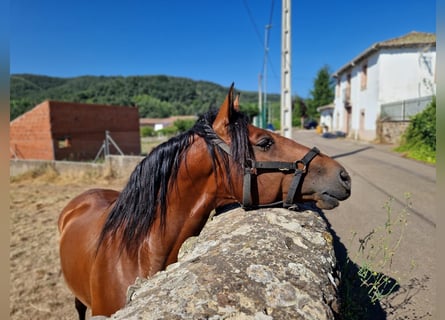 PRE, Caballo castrado, 6 años, 163 cm, Castaño