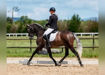 PRE, Caballo castrado, 6 años, 163 cm, Musgo marrón