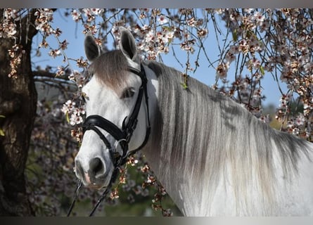 PRE Mestizo, Caballo castrado, 6 años, 163 cm, Tordo