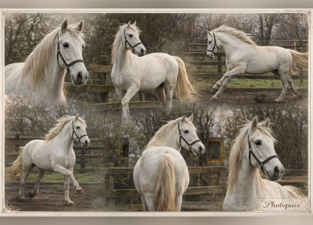 PRE, Caballo castrado, 6 años, 163 cm, Tordo