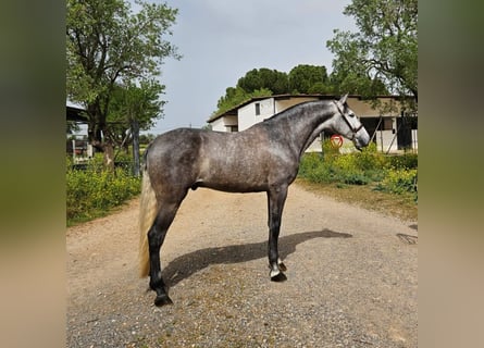 PRE, Caballo castrado, 6 años, 163 cm, Tordo rodado