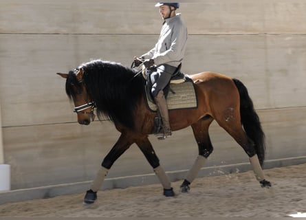 PRE, Caballo castrado, 6 años, 164 cm, Castaño rojizo