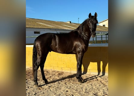 PRE Mestizo, Caballo castrado, 6 años, 164 cm, Negro