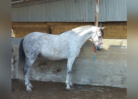 PRE, Caballo castrado, 6 años, 164 cm, Tordo